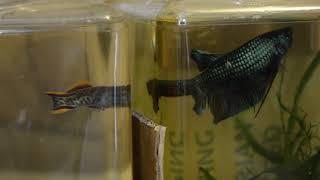 Killifish and Giant Betta Flaring at Each Other!