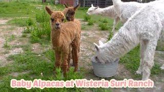 Baby Suri Alpacas on our Farm 2021