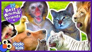 Animals Who Love Each Other Like Family | 2 Hrs Of Animal Videos For Kids | Dodo Kids