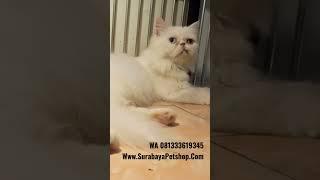 Kucing Ras Female Betina ODDEYE, Surabaya