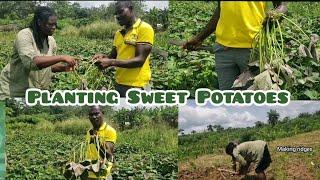 Sweet Potato Farming | What To Know | Frenat Farms