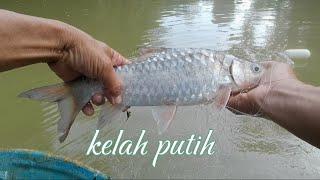 Rezeki kelah putih sungai kenong