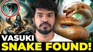 Vasuki Snake Found!   | Madan Gowri | Tamil | MG Squad 