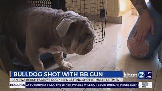 Family dog shot multiple times with BB gun; HPD looking for suspect