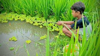 Best Amazing Fishing Video  Fishing With Hook Catching Koi Fish Hunting in the Rice Field Canal