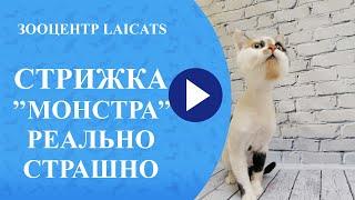 Стрижка кошек с капризным характером?