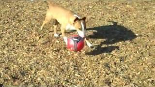 Amazing!! Bull Terrier playing soccer!!