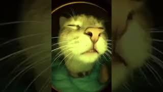 Диско-кот #приколыскотами #котики #юмор #смешные #приколысживотными #приколы #поржать