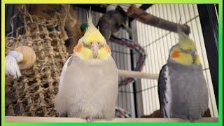 Happy 'Tiels Singing & Sleeping The Bird Sanctuary | 3hrs of Singing