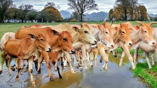 cow sound video - Funny cow walking in the mud and calling his friend to come home