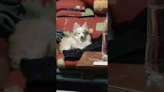 poochi falling asleep ️ #dog #funny #cute #animal #viral #youtube #youtubeshorts #puppy #love