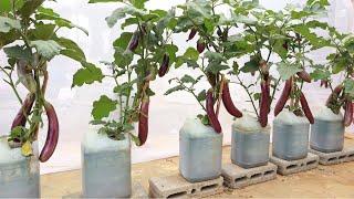 No soil needed - Method of growing hydroponic eggplant at home