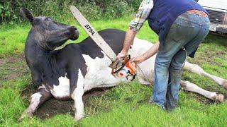 Thrilling Farm Adventures Chainsaw Cutting Cow Milking and More!