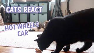 Cats React To Their First Hot Wheels Car