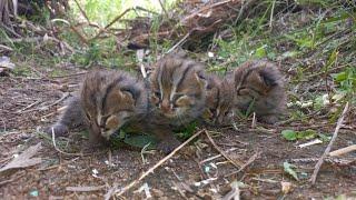 Kittens of Rusty-spotted cat | Reunited with its mother