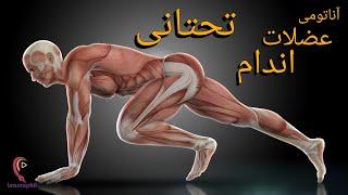 آناتومی عضلات اندام تحتانی