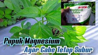 Pemupukan Cabe Rawit Masa Vegetatif || Manfaat Pupuk Magnesium Sulfat Pada Cabe Rawit