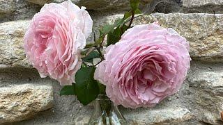 Personal review of English climbing rose “James Galway” from @david_austin_roses #gardenerben