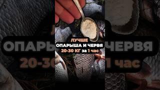 ЛУЧШЕ ЧЕРВЯ И ОПАРЫША, дуреет вся рыба от этого #рыбалка #насадкадлярыбалки #рыба #насадкадлякарася