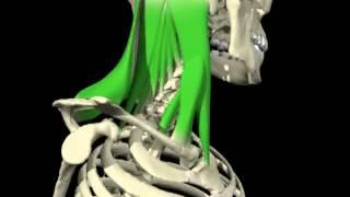 Contralateral rotation of the head and cervical spine from 3D Anatomy for Manual Therapies