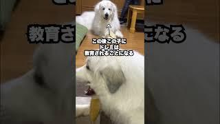 格の違いを見せつけられた超大型犬がザコ可愛いw   #shorts