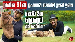 ලක්ෂ 31කට ලංකාවට ගෙනාපු ගණන්ම පූසා | Pet Talk