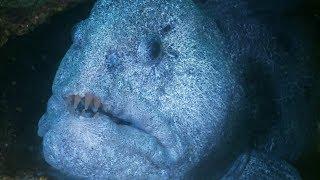 Hungry Wolf Eel Isn't Scared of Humans | Deadly 60 | BBC Earth Explore