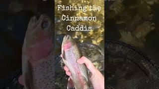 Fishing the Cinnamon Caddis #flyfishing #catchingfish #fliegenfischen #troutfishing