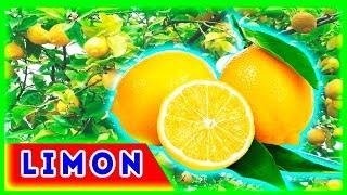 Limon yetishtirish