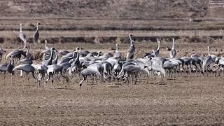 재두루미 (white-naped crane)