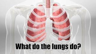 What do the lungs do?