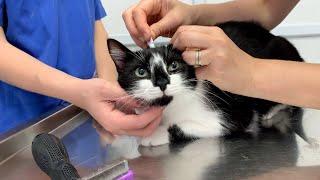Meow Meow Regular checkup | Uni & Nami sister cats