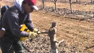 A Tiny Crew Grafting Cherry Trees