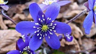 Spring flowers