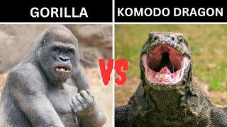 Gorilla vs Komodo Dragon Who Would Win?