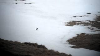 Caucasian Black Grouse