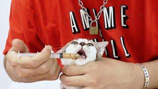 Melawan Virus Kucing Panleukopenia