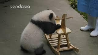 Nanny teaching panda Ji Xiao how to play with a rocking horse