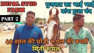 देखिए 40 साल की घोड़ी रूपल की बच्ची मिनी रूपल को - Rupal Stud Farm