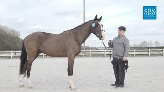 Winter Breeding Show (13) : LARCO DE LA FERME BLANCHE (Wunder Boy van de Zuuthoeve*Dokkum de Rialfo)