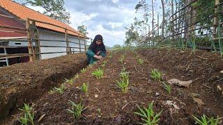 HARI KE 21 DI RUMAH BARU KEYLA & MARWAH, TAMAN KANGKUNG & JAGUNG SUDAH MULAI TUMBUH...