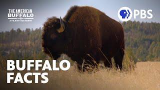 Surprising Facts About Buffalo | The American Buffalo | A Film by Ken Burns | PBS