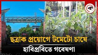 ছত্রাক প্রয়োগে টমেটো চাষ, ব্যাপক সাফল্য | Tomato Cultivation | Habiprobi | Kalbela