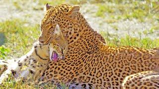 Leopard Shows No Mercy While Hunting Serval