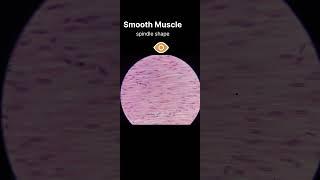 How to identify Smooth muscle Histology slide #learnanatomywithfun #anatomy