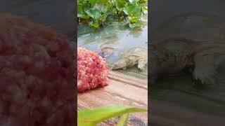 Turtle Eating Fresh Meat- Feeding Turtle with Fresh Meat | Yen Chan Thorn #shorts #youtubeshorts