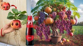 Best idea Growing Apples With Grapes and Spy Wine Using Quick And Easy techniques 100%