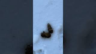 The cold has Bigfoot out moving. #winterstorm #snow #bigfoot #believe