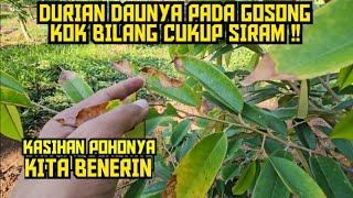 🟠 BILANGNYA DURIAN CUKUP AIR KOK DAUNYA GOSONG ⁉️ KASIHAN POHONYA KITA TOLONGIN ️