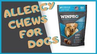 ALLERGY   WINPRO Blood Protein Supplements For Dogs Review